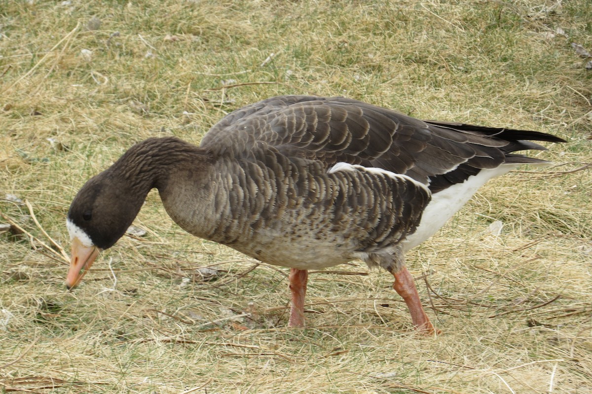 Манхин галуу - ML632799186