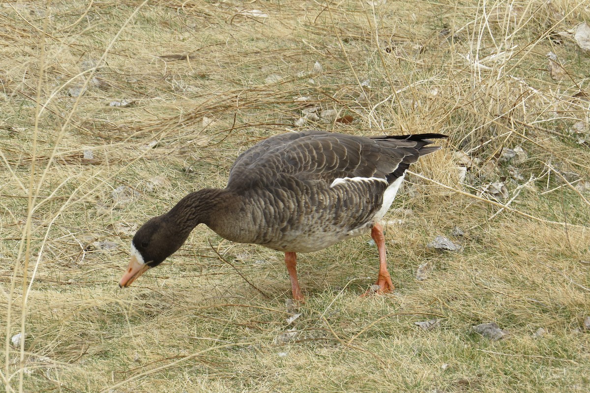 Манхин галуу - ML632799187