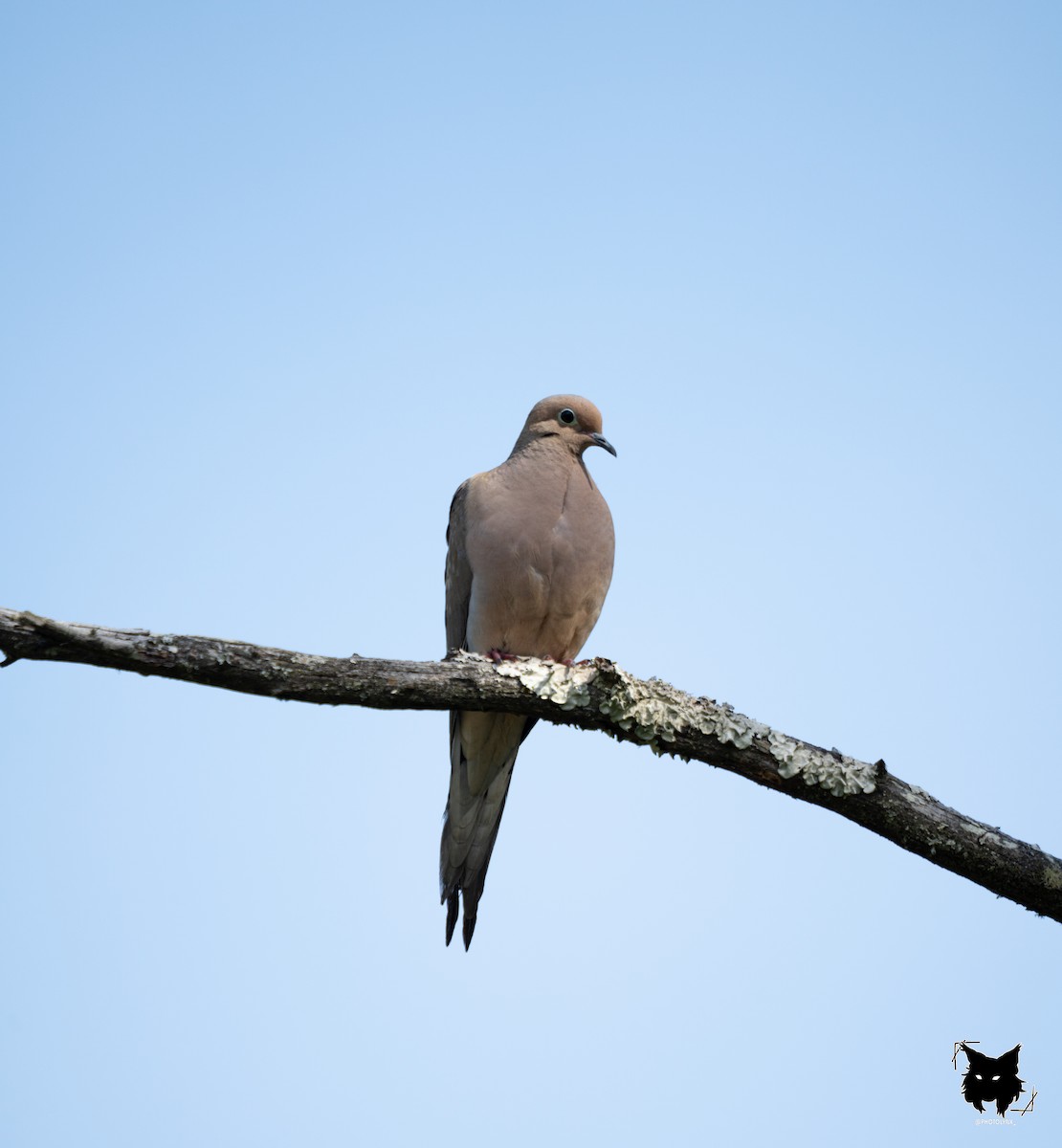 Mourning Dove - ML632799285