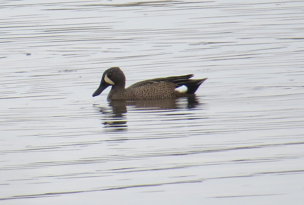 Blue-winged Teal - ML632799298