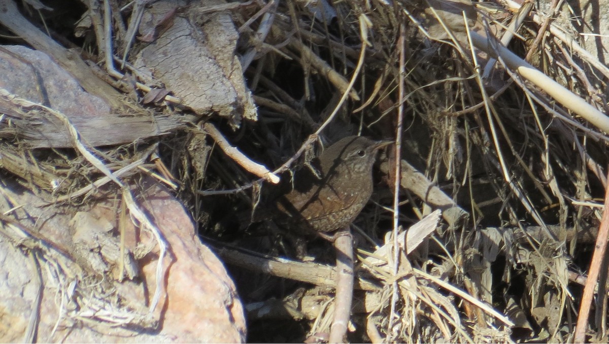 Winter Wren - ML632799310