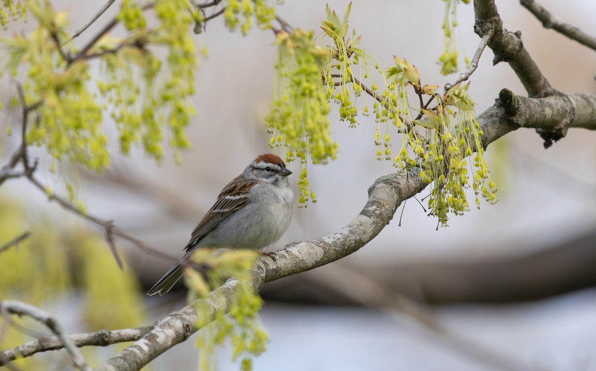 Chipping Sparrow - ML632799764