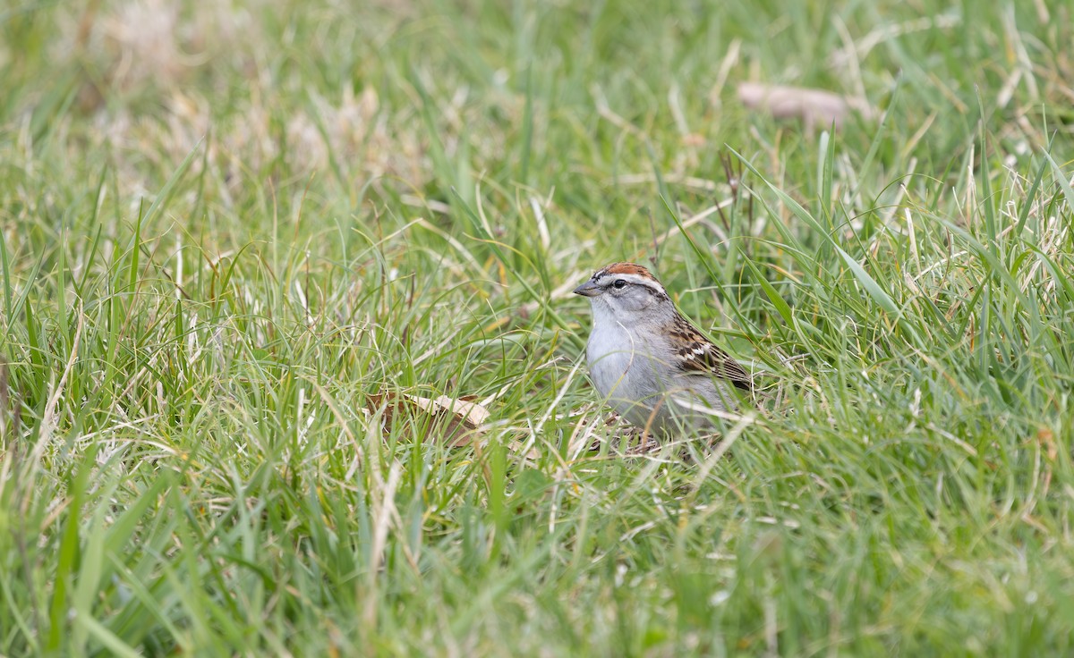 Chipping Sparrow - ML632799765