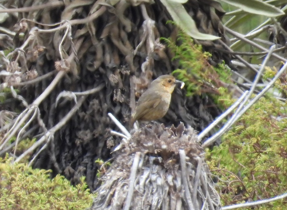 Boyaca Antpitta - ML632799814