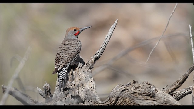Gilded Flicker - ML632800062