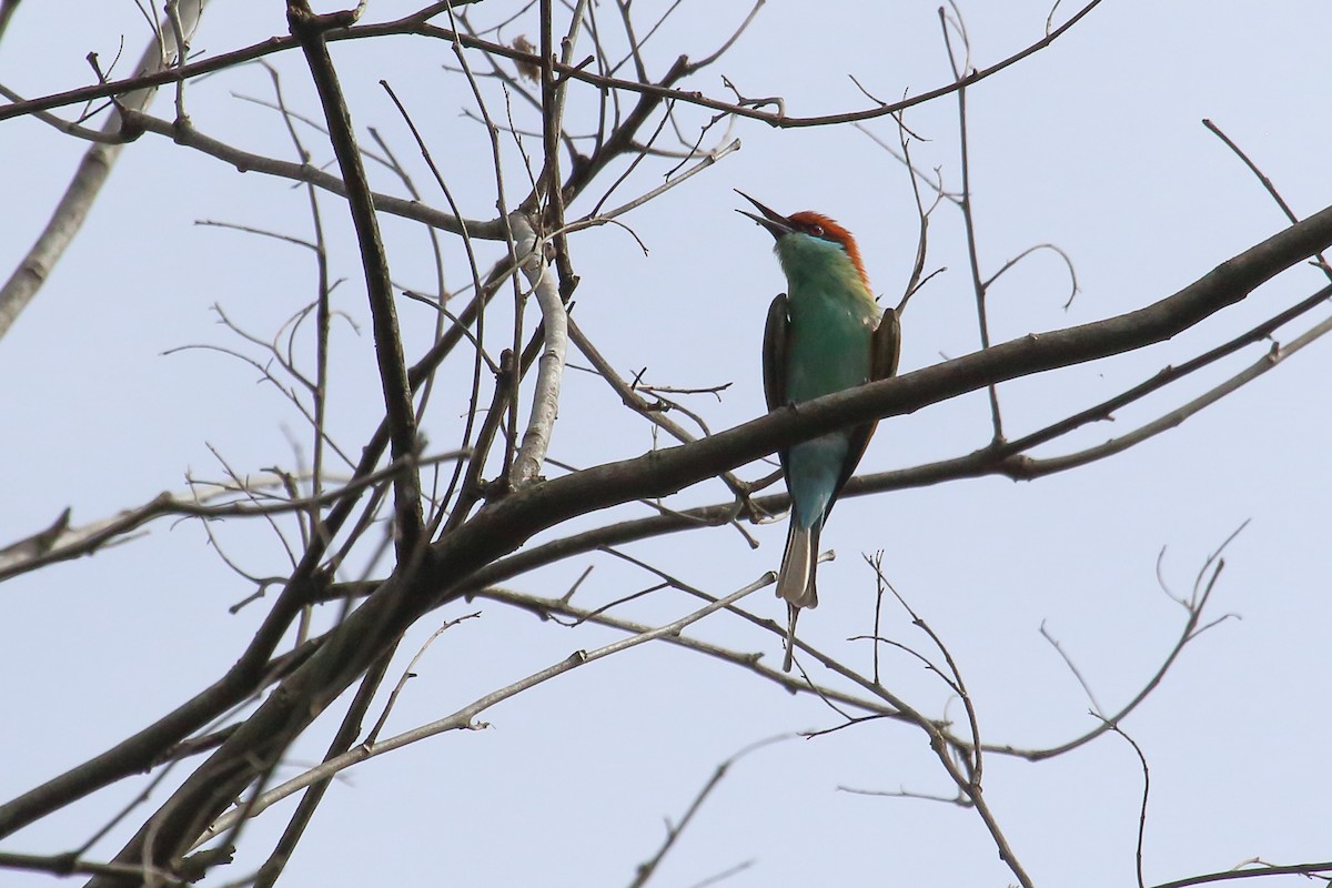 Rufous-crowned Bee-eater - ML632800081