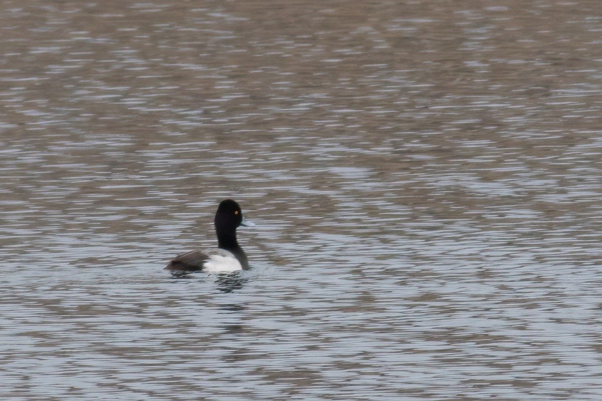 Lesser Scaup - ML632800380