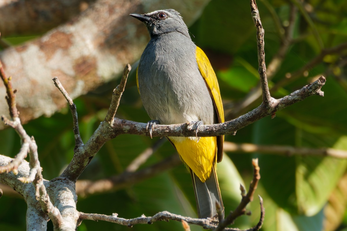 Gray-bellied Bulbul - ML632800385