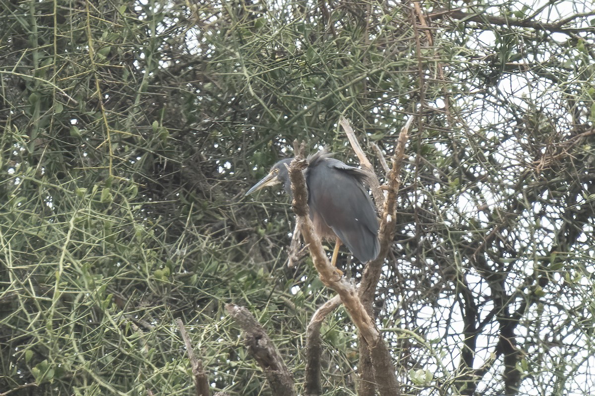 クロアマサギ - ML632800403