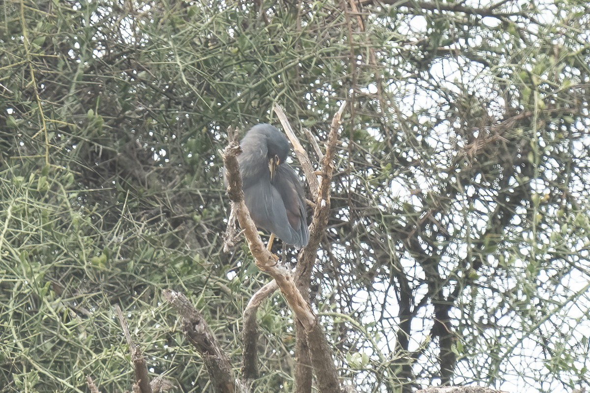 クロアマサギ - ML632800405