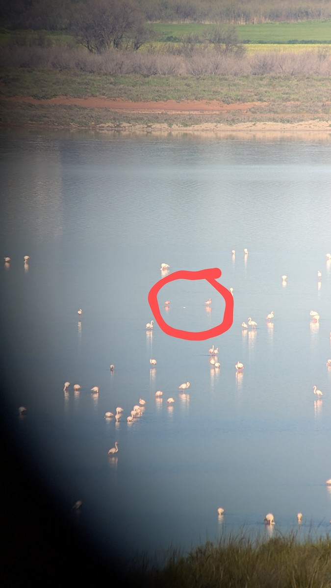 Lesser Flamingo - ML632800511