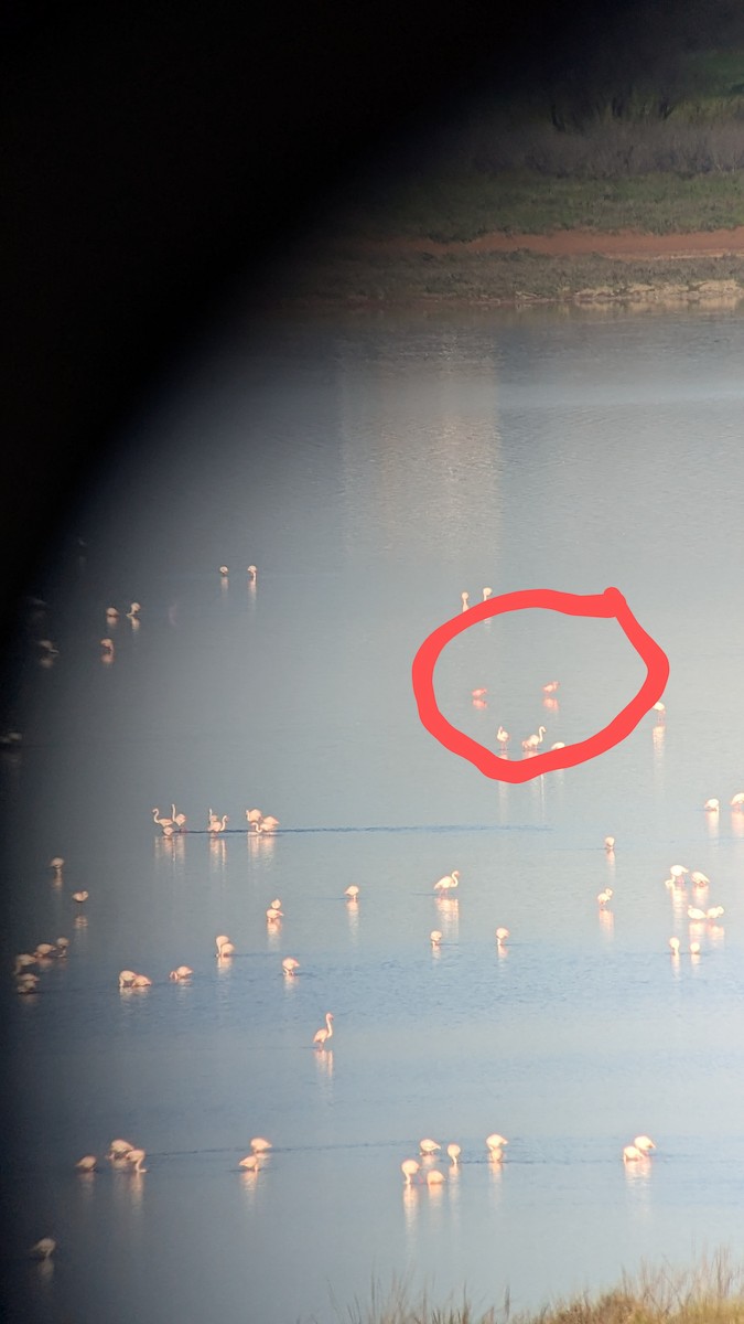 Lesser Flamingo - ML632800512