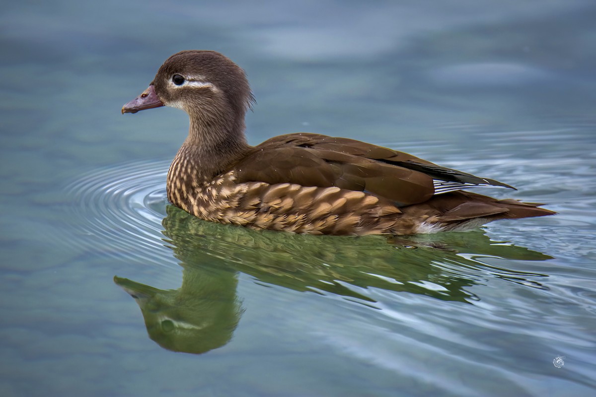 Mandarin Duck - ML632800553