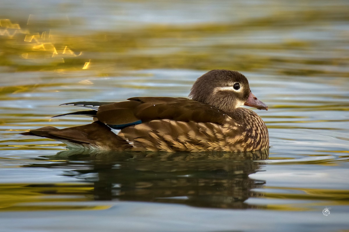 Mandarin Duck - ML632800554