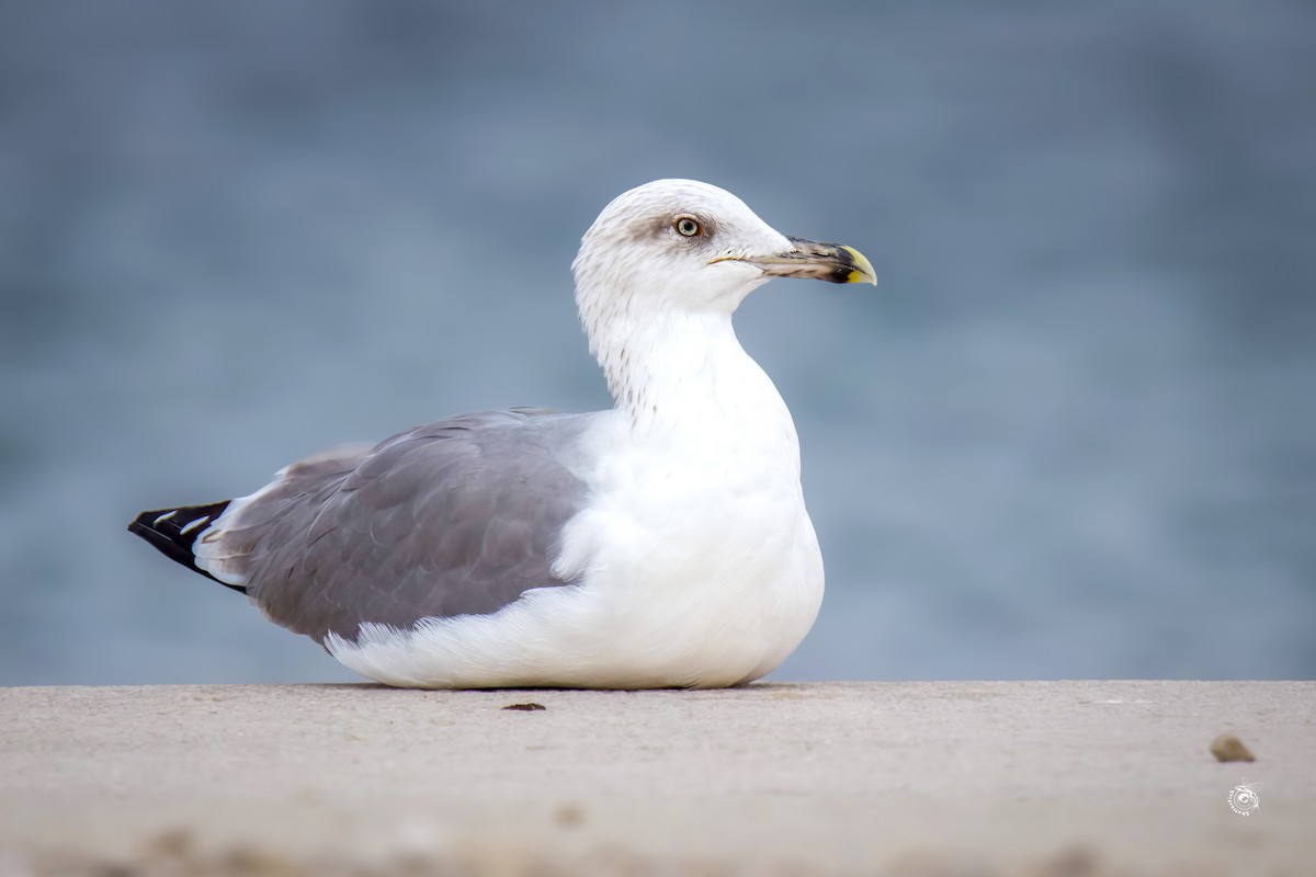 Yellow-legged Gull - ML632800588