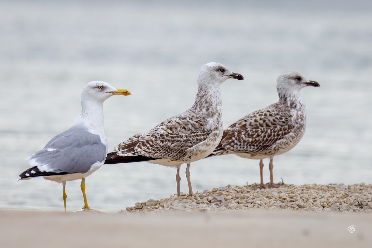 Yellow-legged Gull - ML632800589