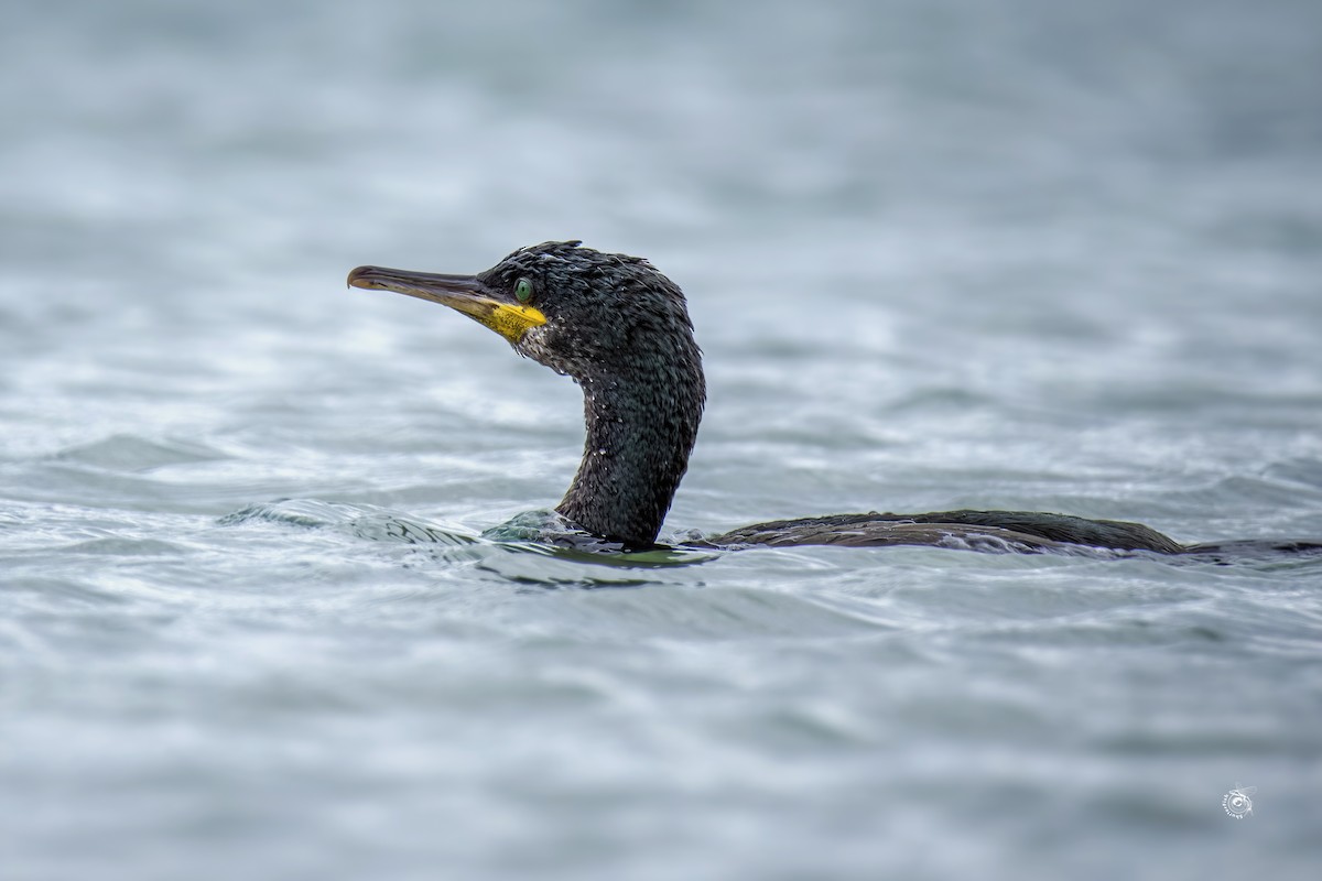 European Shag - ML632800609