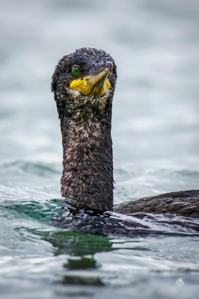 European Shag - ML632800610