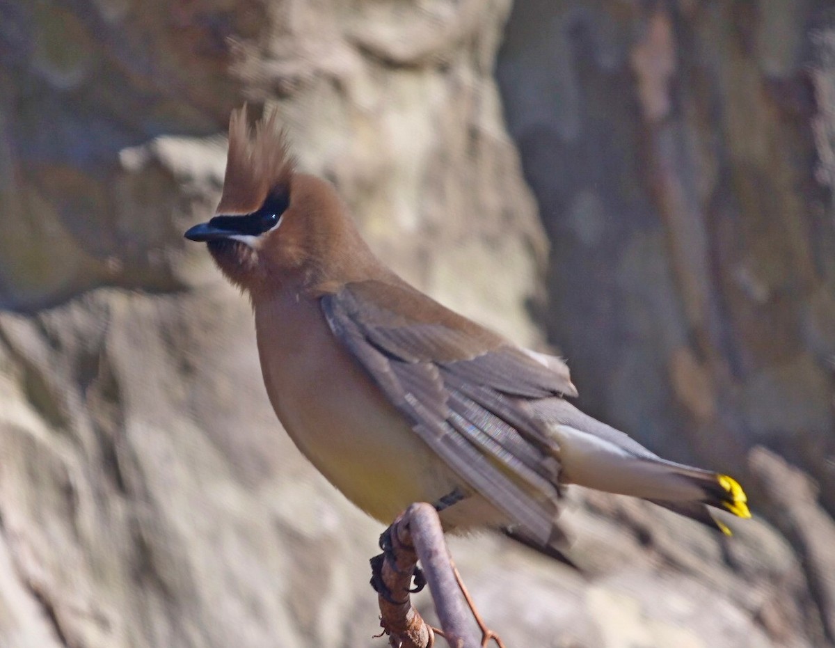 Cedar Waxwing - ML632800765