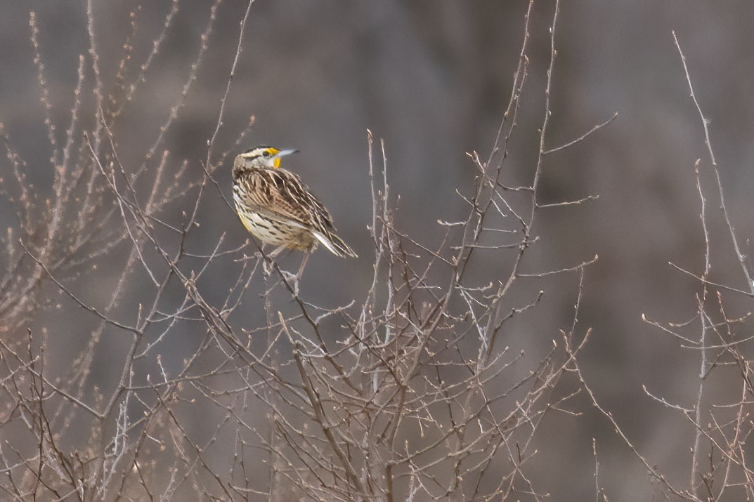 Eastern Meadowlark - ML632800837