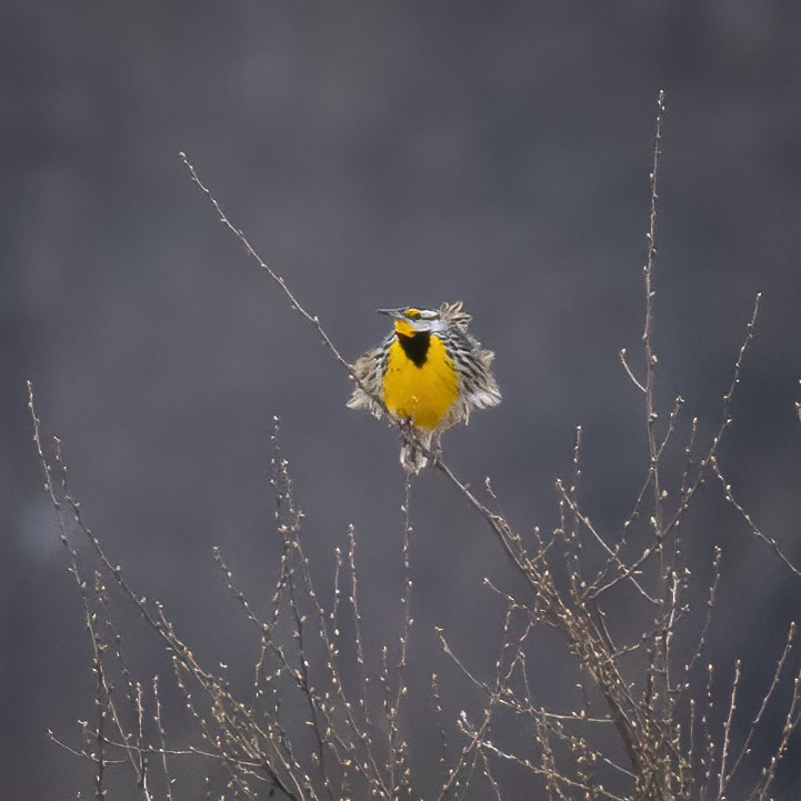 Eastern Meadowlark - ML632800838