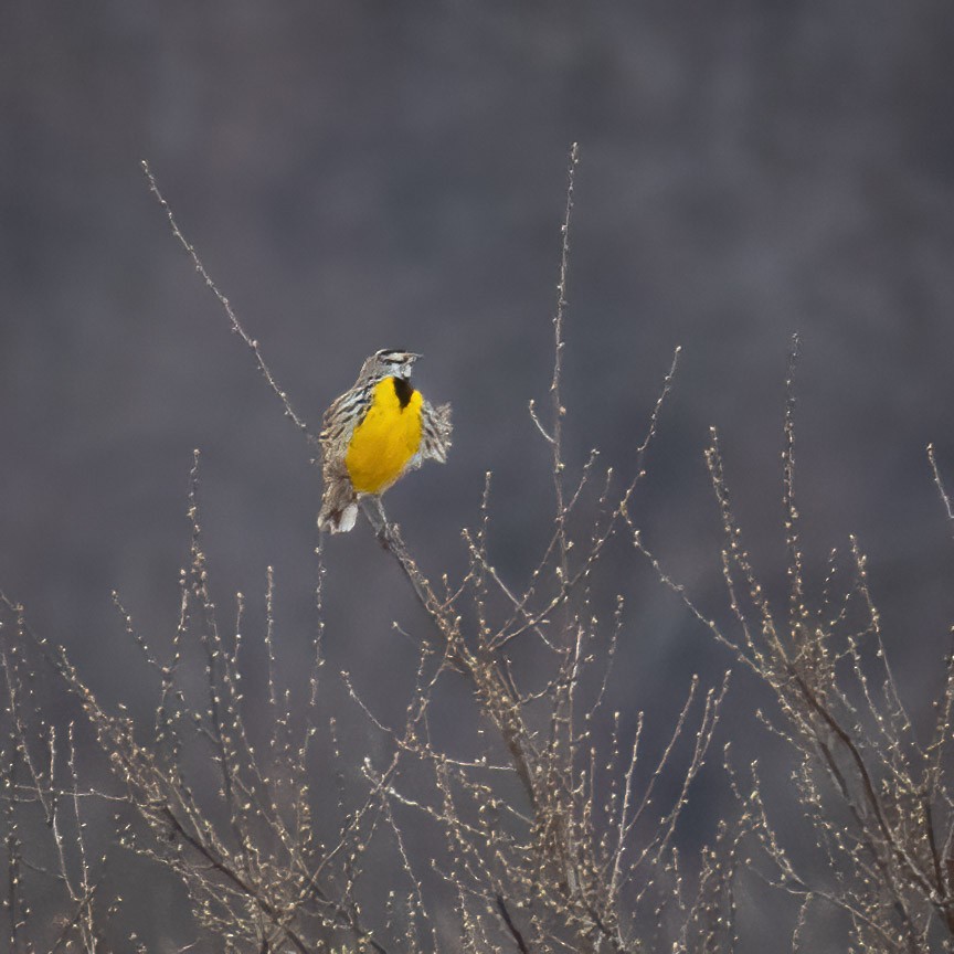 Eastern Meadowlark - ML632800839