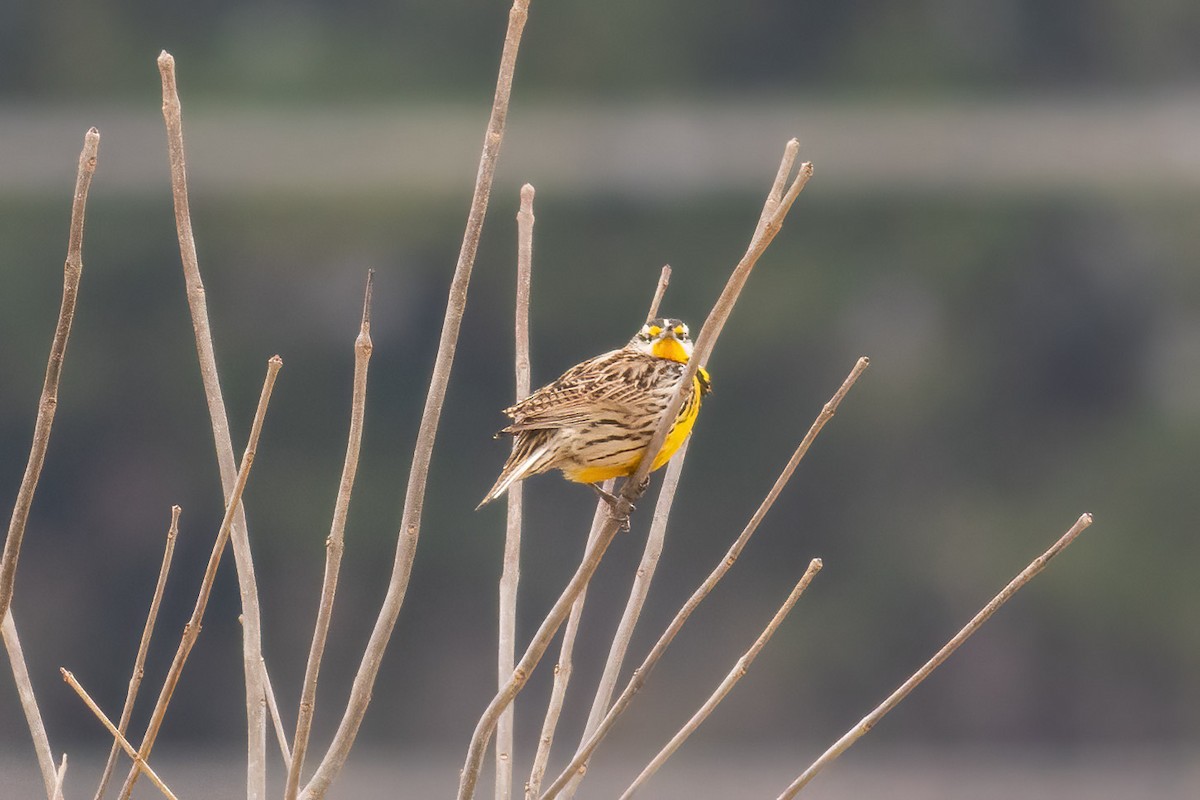 Eastern Meadowlark - ML632800840