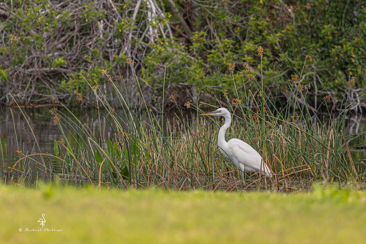 Great Blue Heron (Great White) - ML632800919