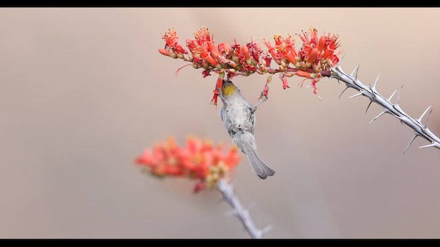Verdin - ML632800947