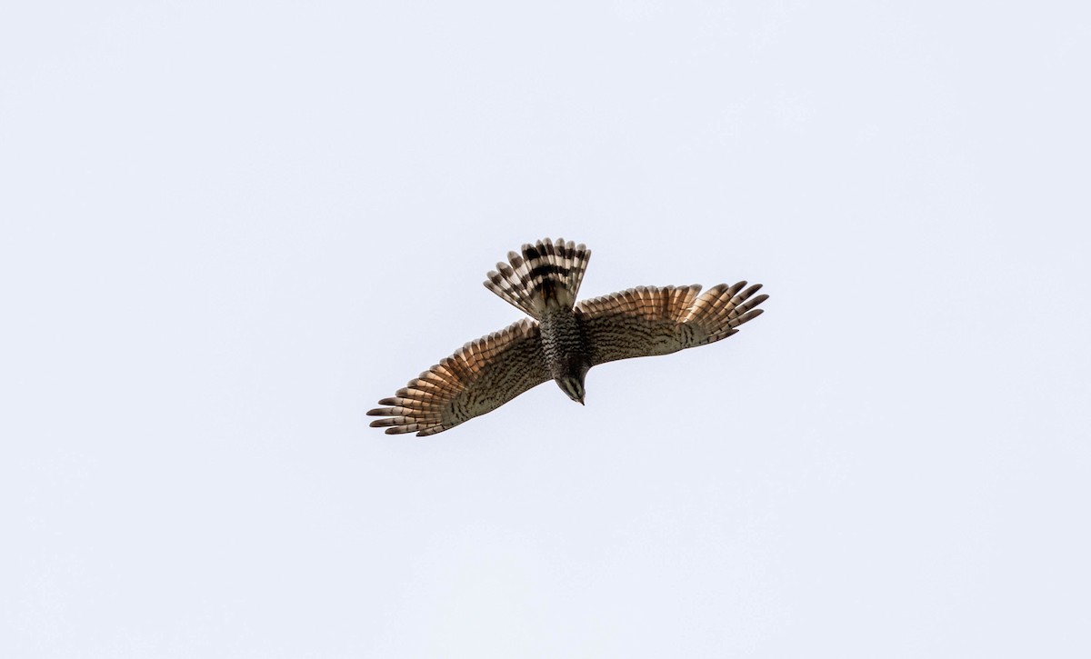 Gray-faced Buzzard - ML632801034