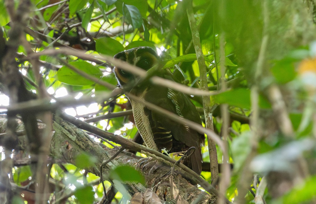 Brown Wood-Owl - ML632801231
