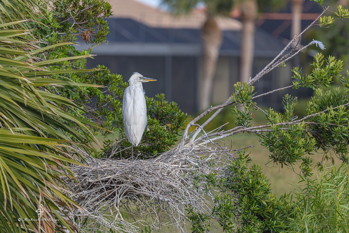 Great Blue Heron (Great White) - ML632801299