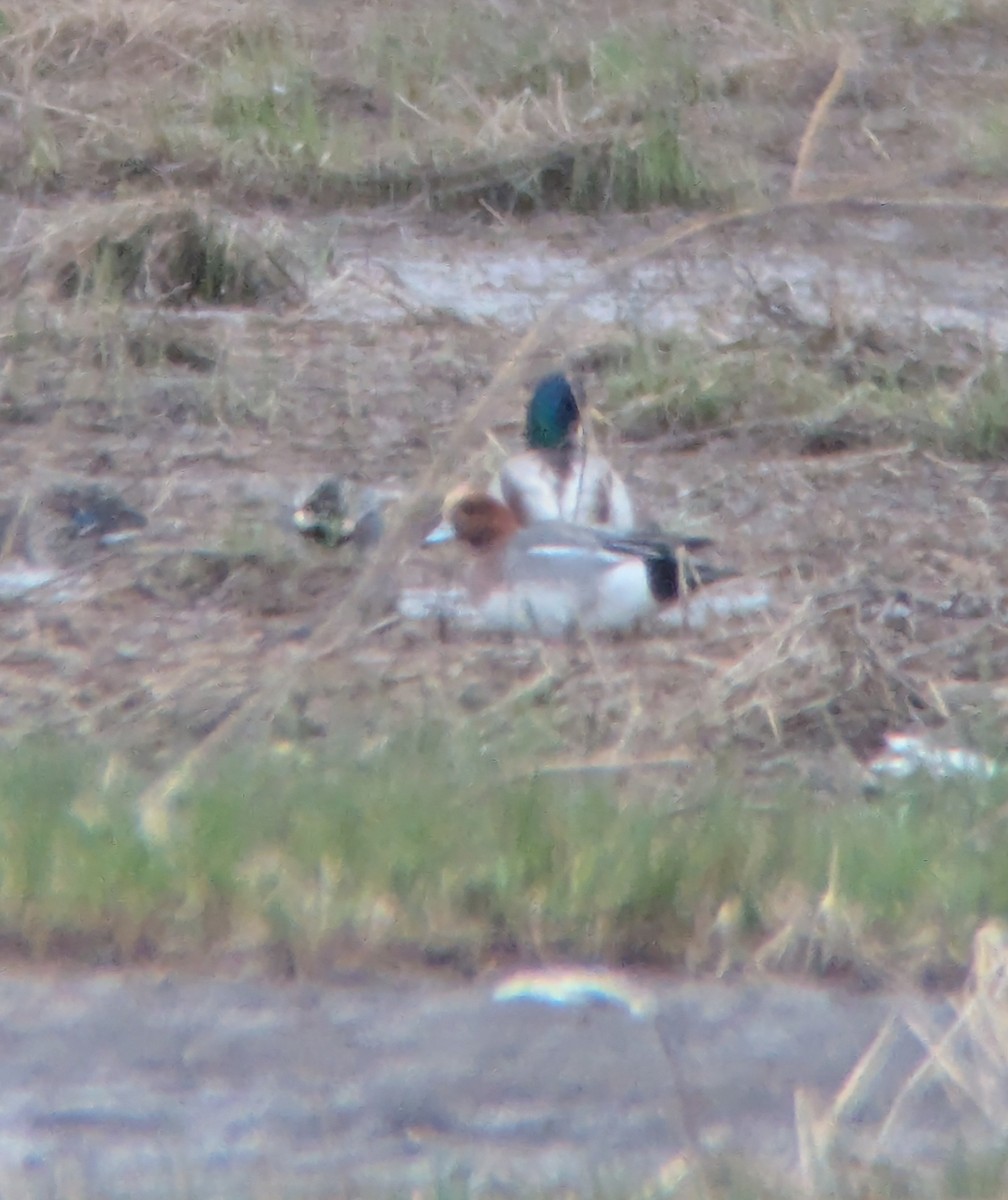 Eurasian Wigeon - ML632801384