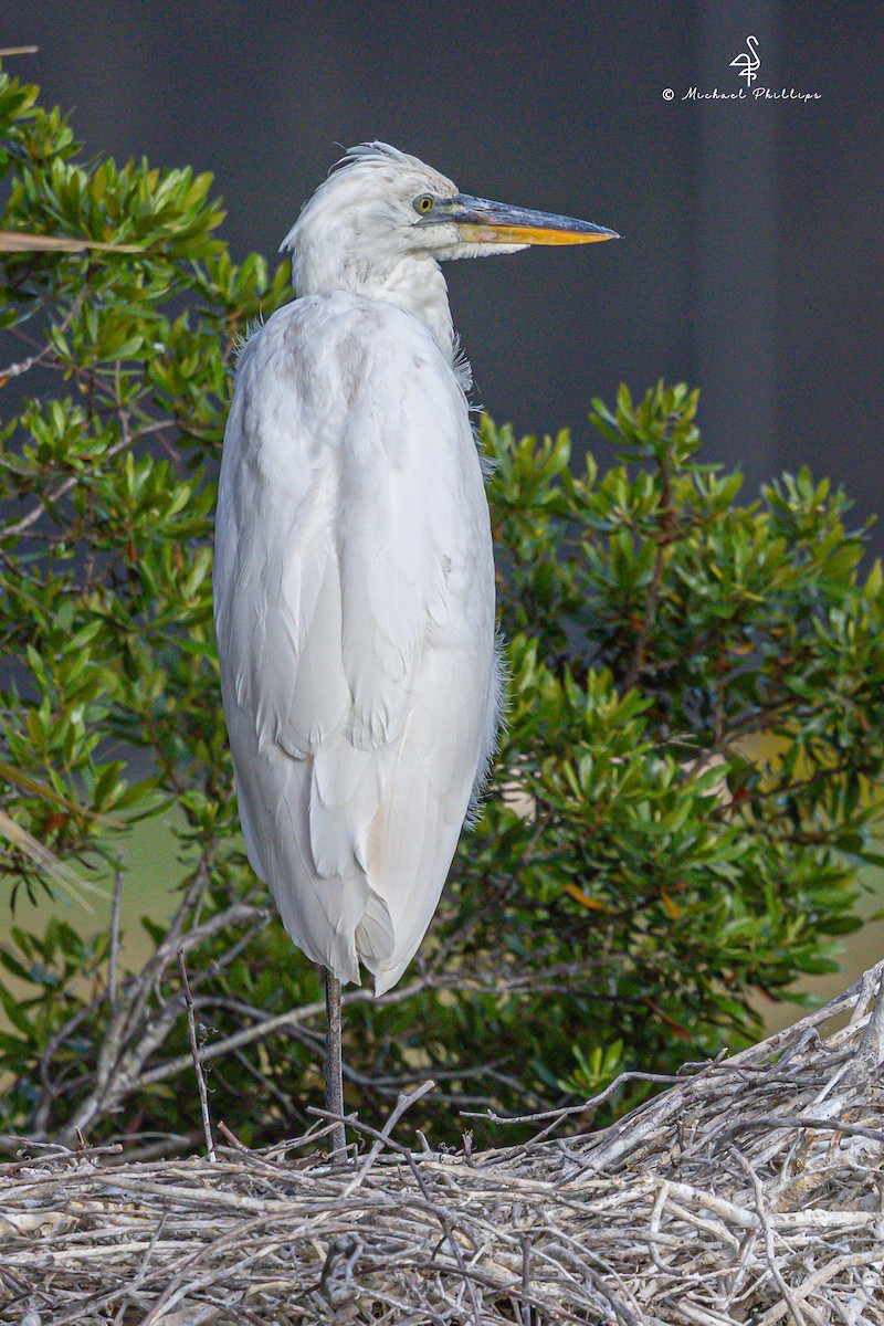 Great Blue Heron (Great White) - ML632801404