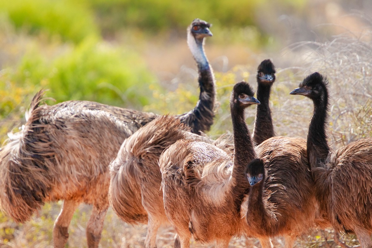 Emu - ML632801418