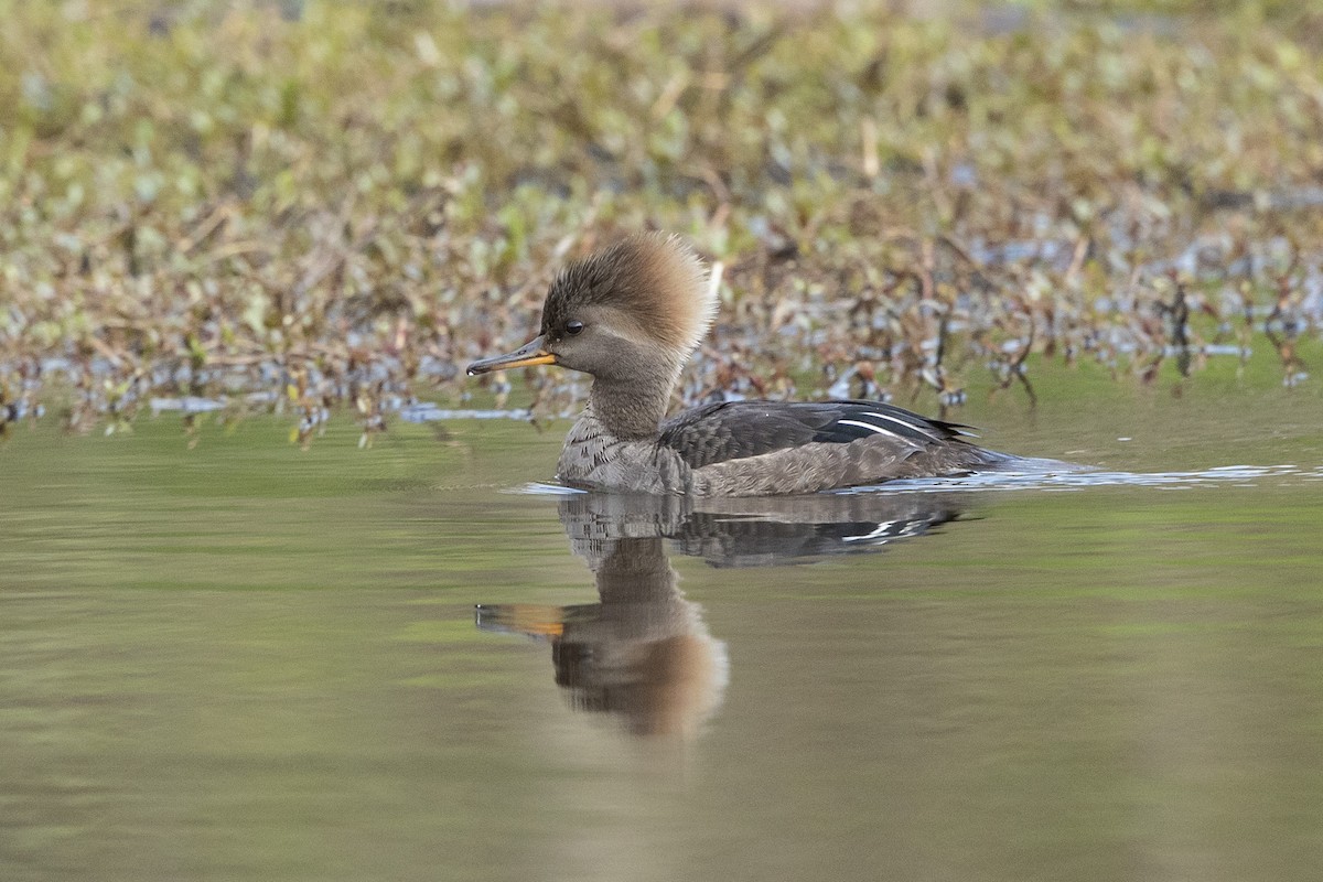 Hooded Merganser - ML632801460