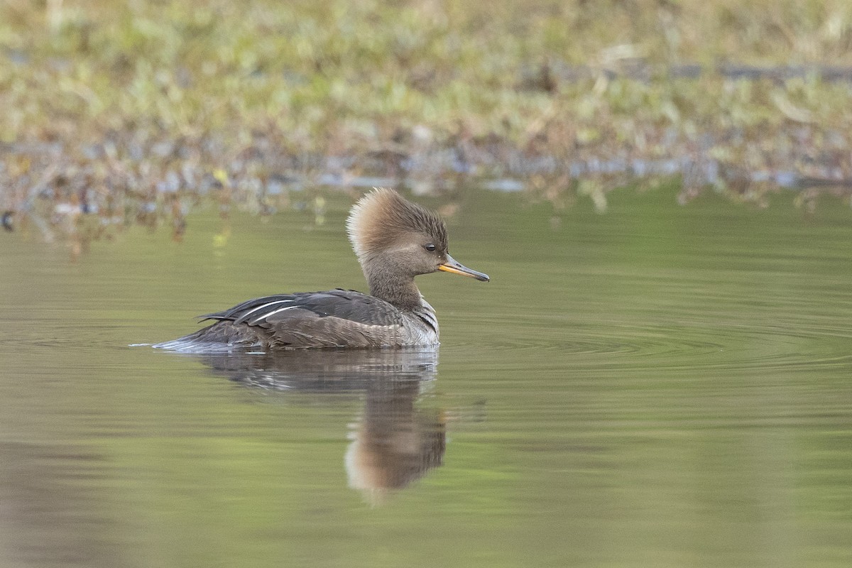 Hooded Merganser - ML632801461