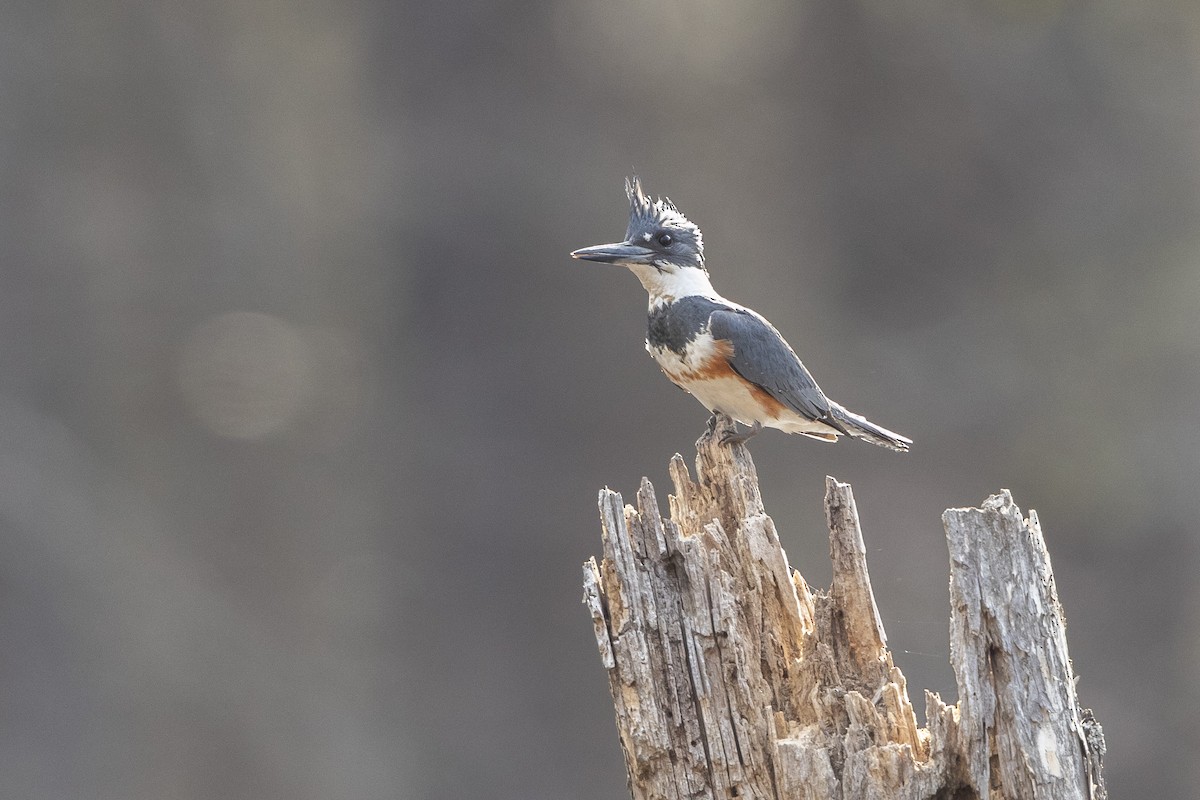 Belted Kingfisher - ML632801475