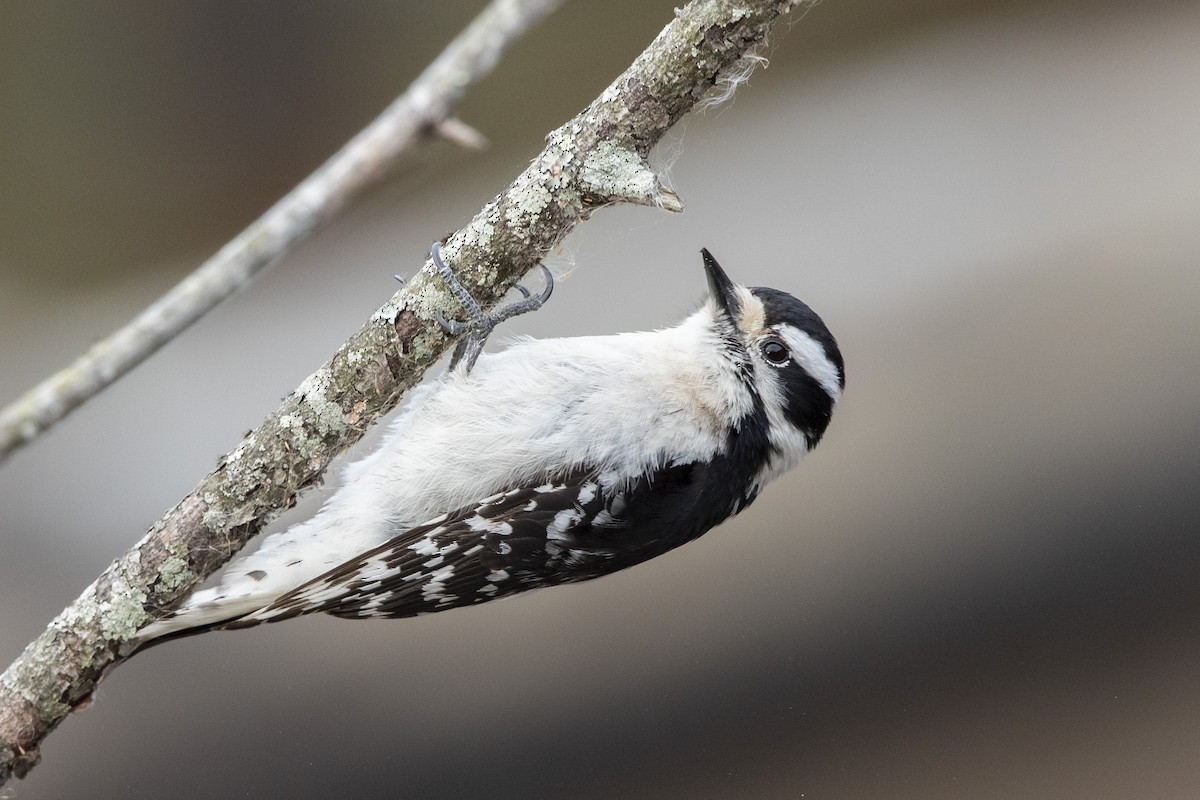 Downy Woodpecker - ML632801496