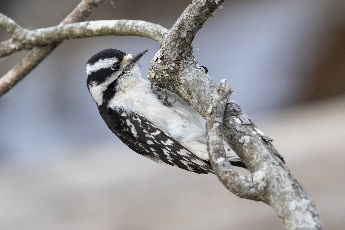 Downy Woodpecker - ML632801497
