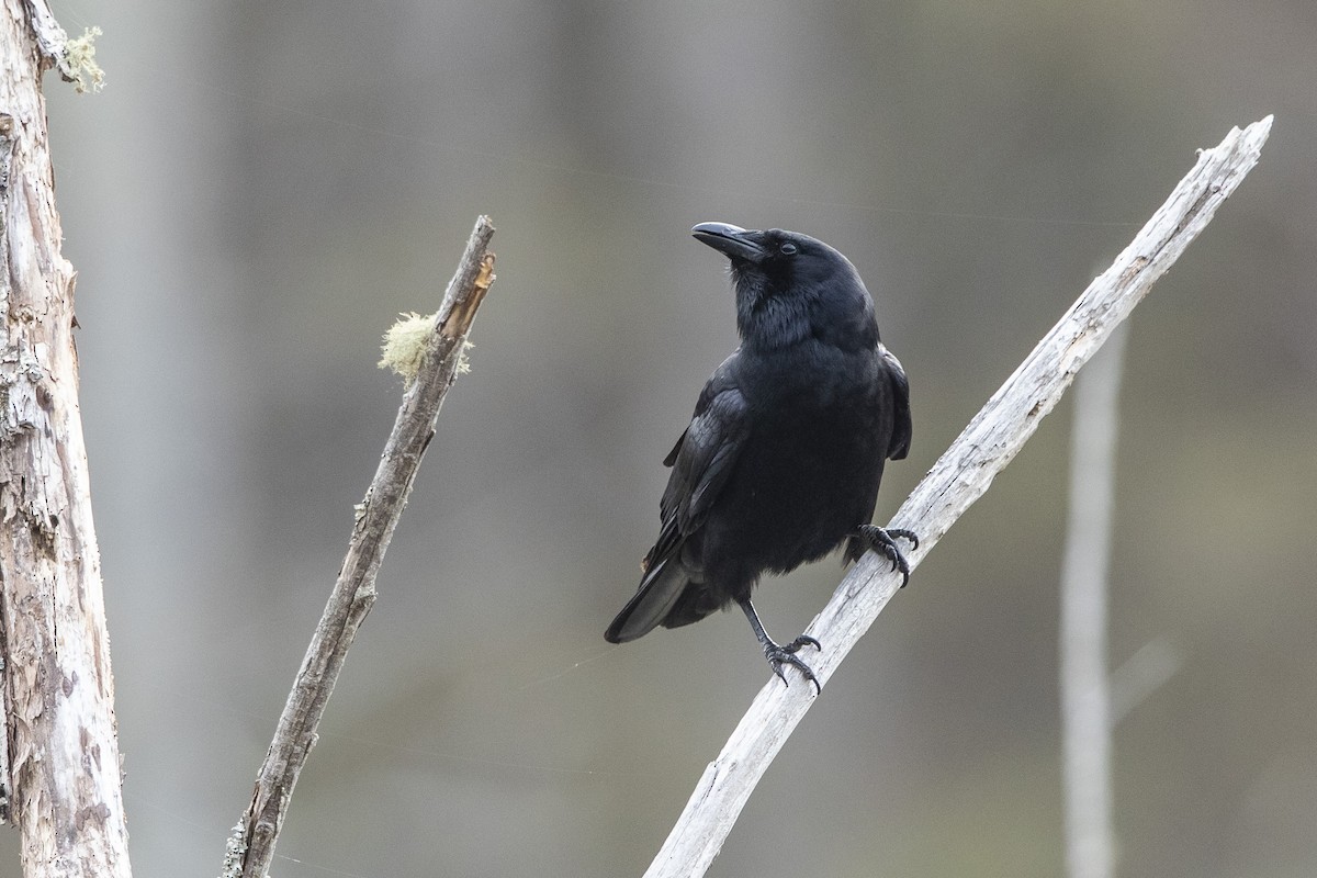 Fish Crow - ML632801517