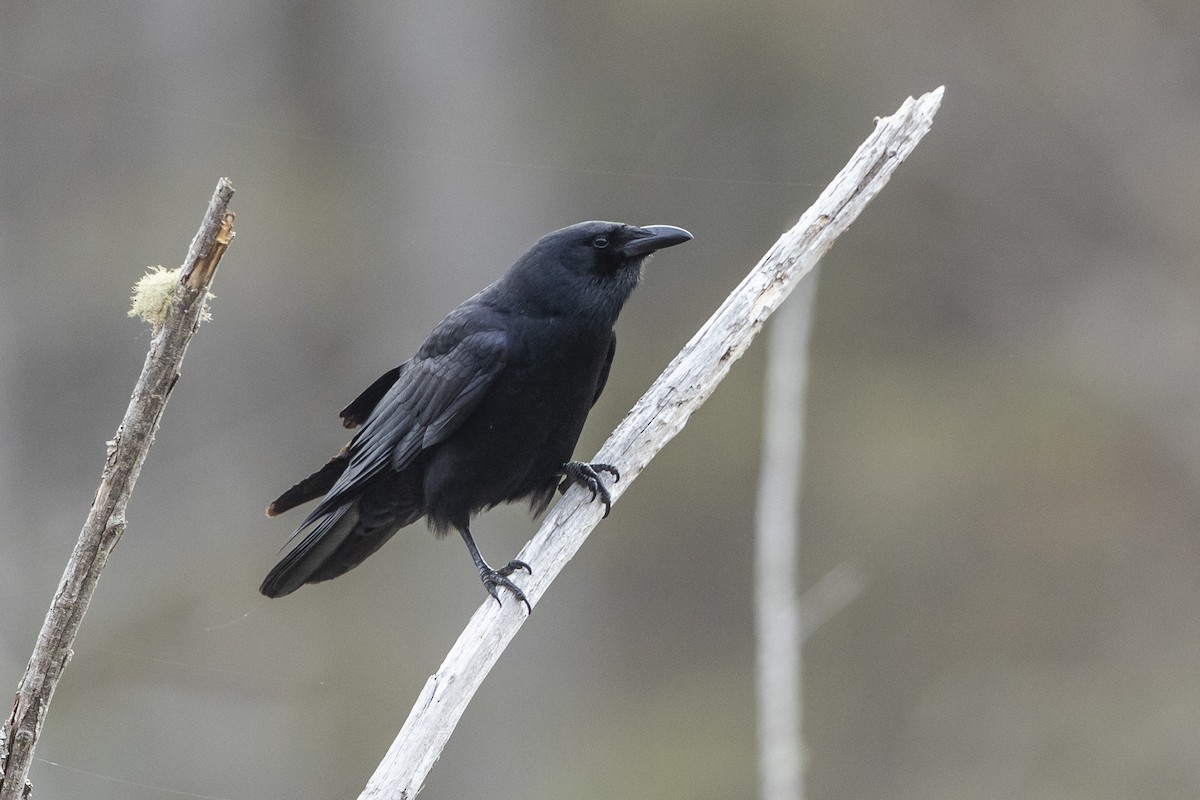 Fish Crow - ML632801533