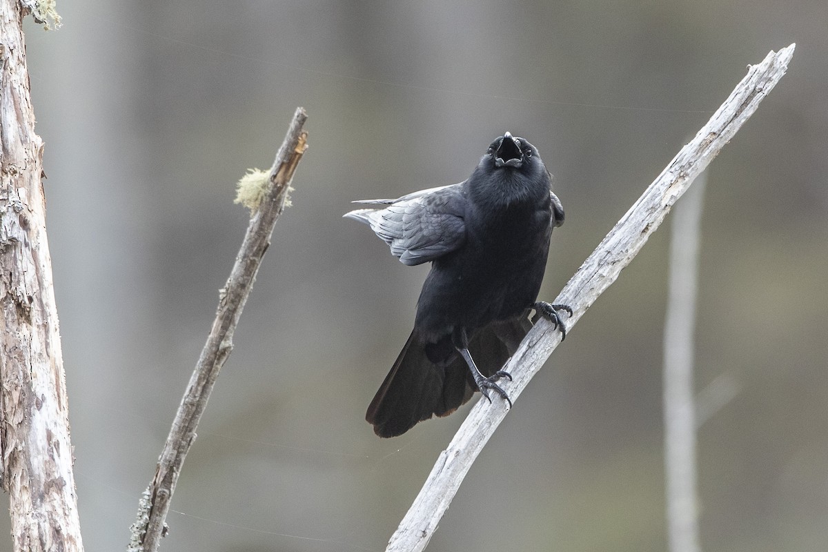 Fish Crow - ML632801535