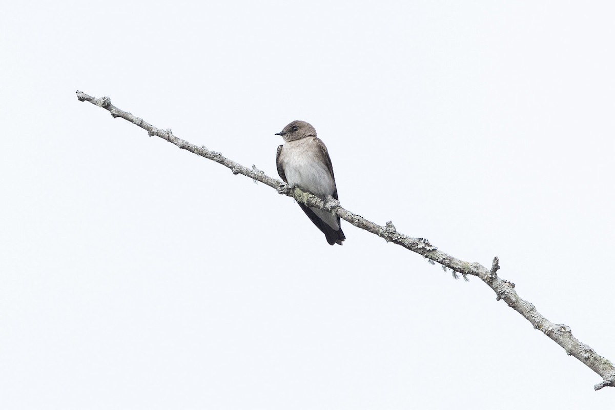 Northern Rough-winged Swallow - ML632801555