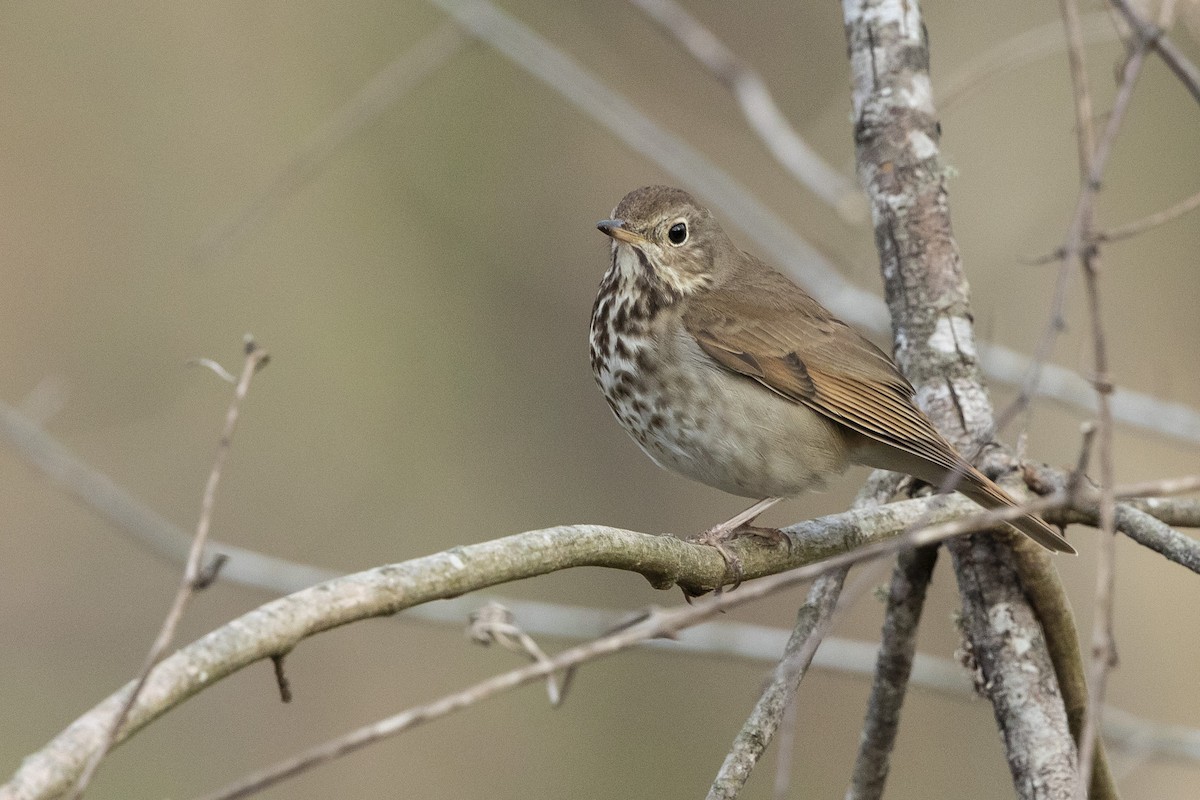 Hermit Thrush - ML632801620