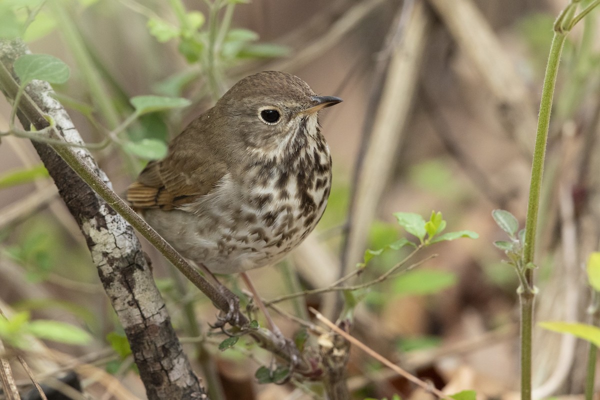 Hermit Thrush - ML632801621