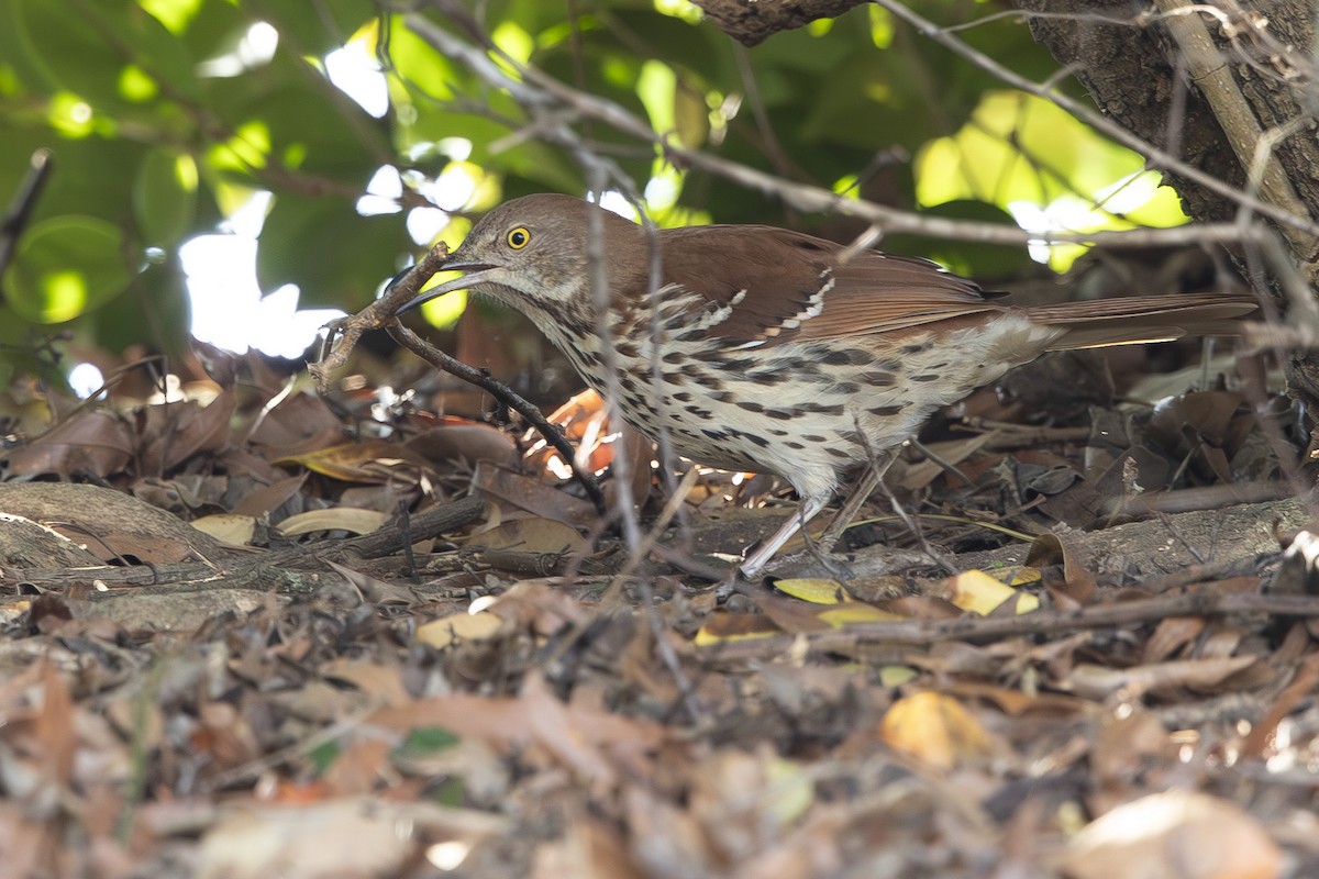 Brown Thrasher - ML632801637