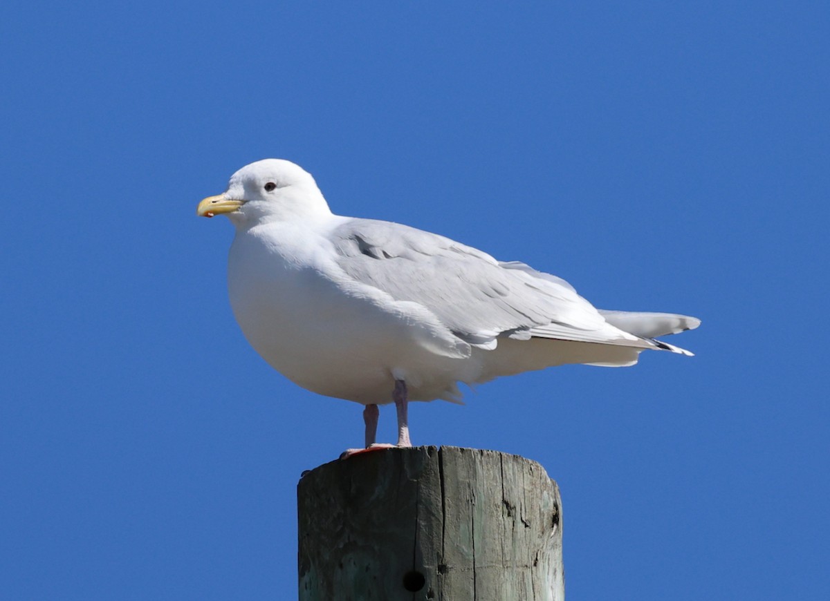Iceland Gull (kumlieni) - ML632801782