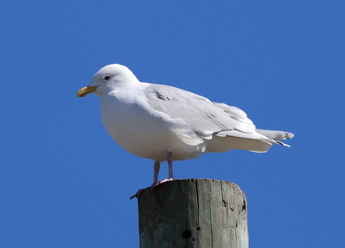Iceland Gull (kumlieni) - ML632801783