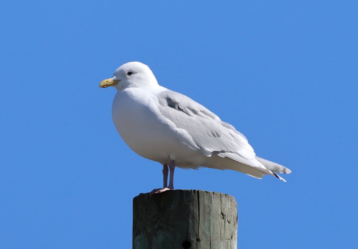 Iceland Gull (kumlieni) - ML632801784
